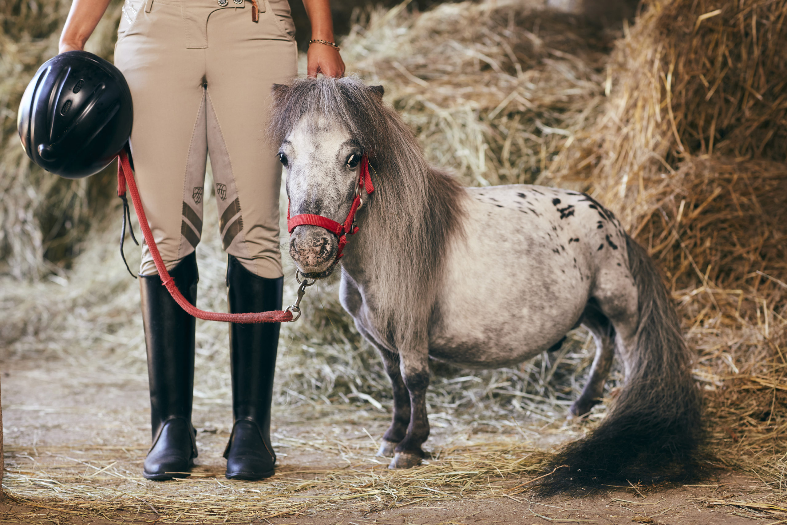 Bombel - Smallest Horse Guinness World Records 2019 Photo Credit: Jon Enoch/Guinness World Records